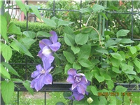 013995ef-Marica auto 289.jpg